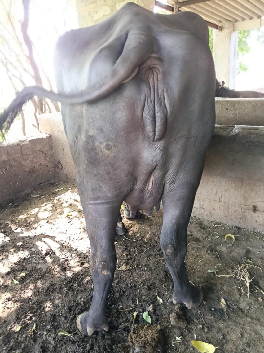 થંબનેલ 3