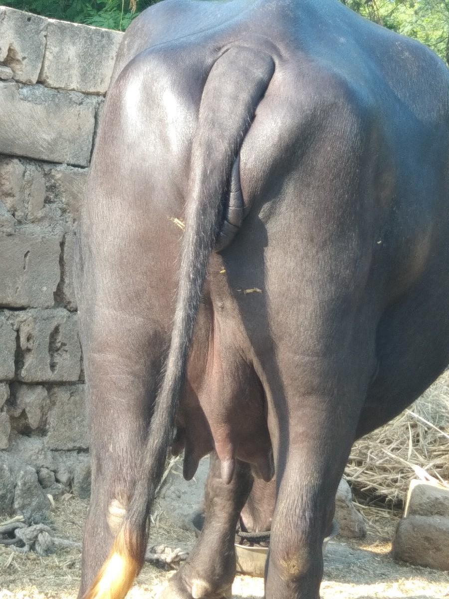 થંબનેલ 2