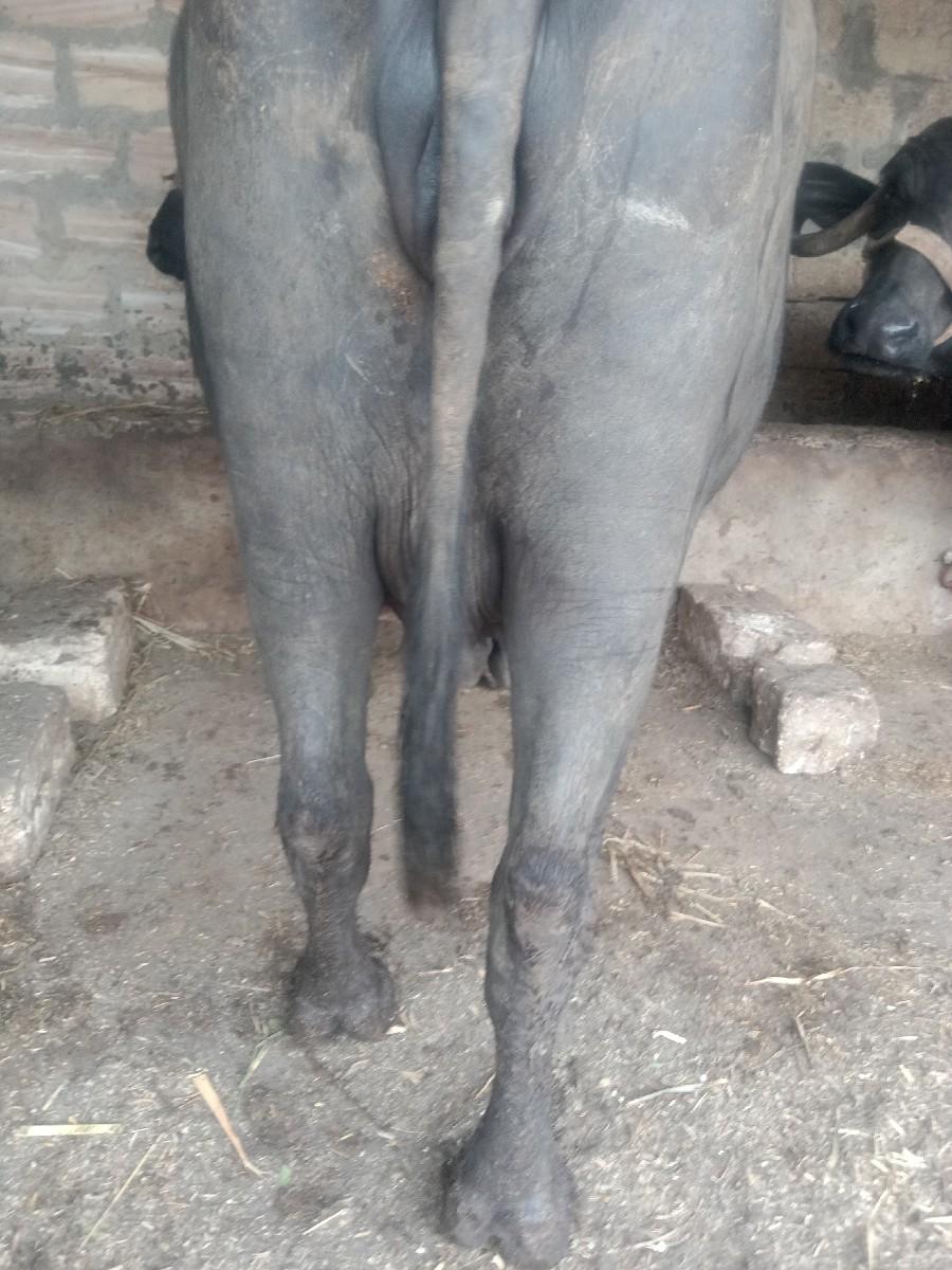 થંબનેલ 2