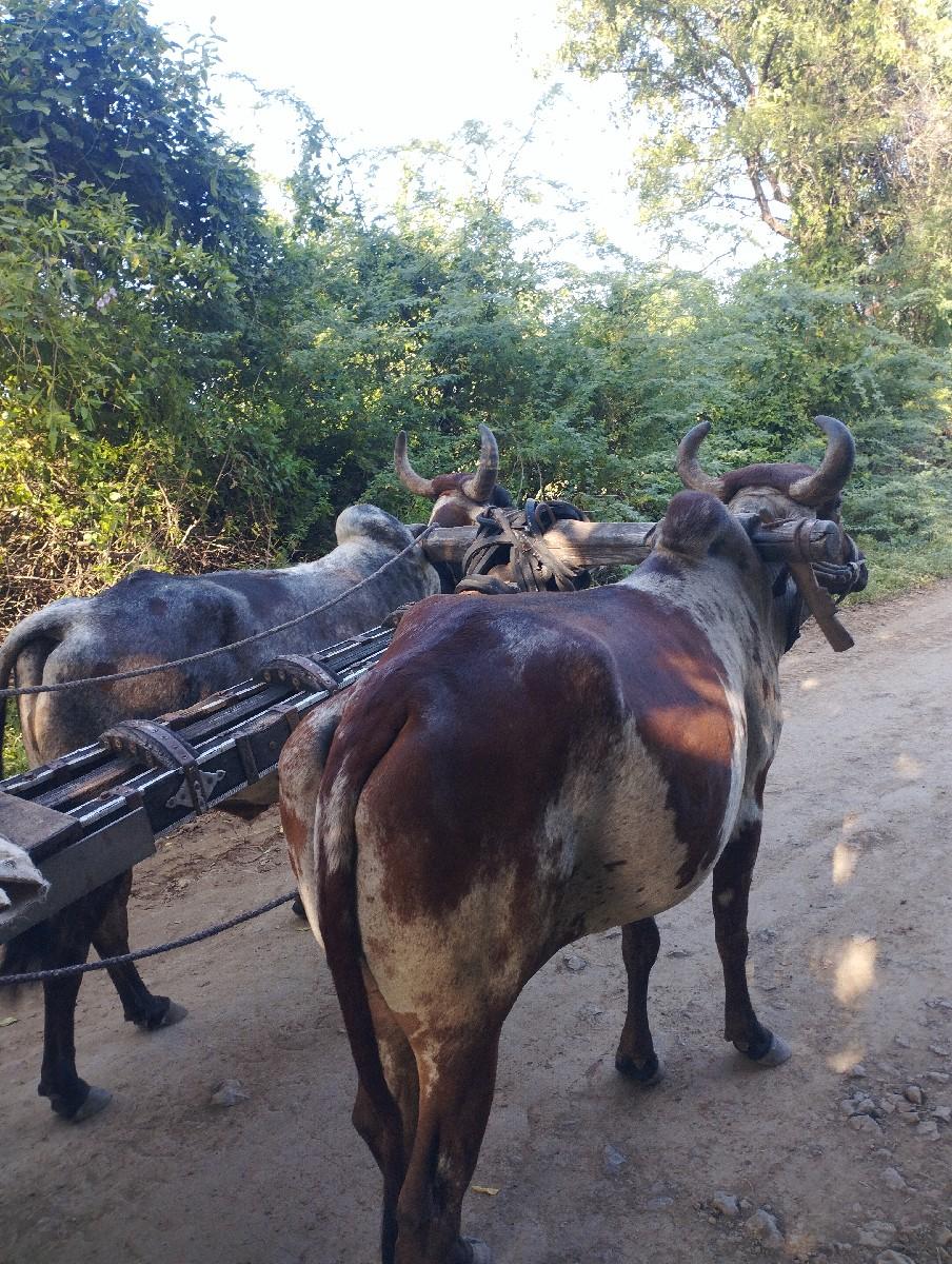 થંબનેલ 3