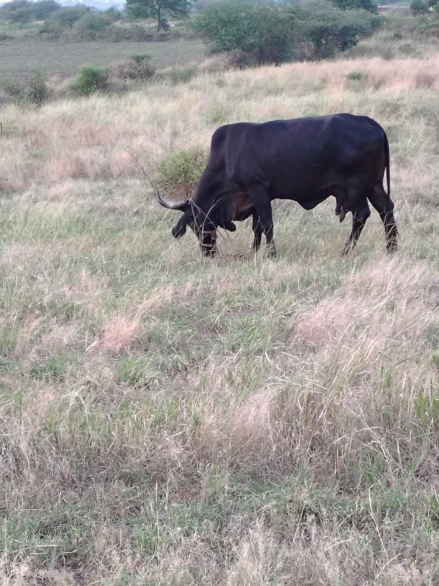 gay vechavani 6e 3vetar