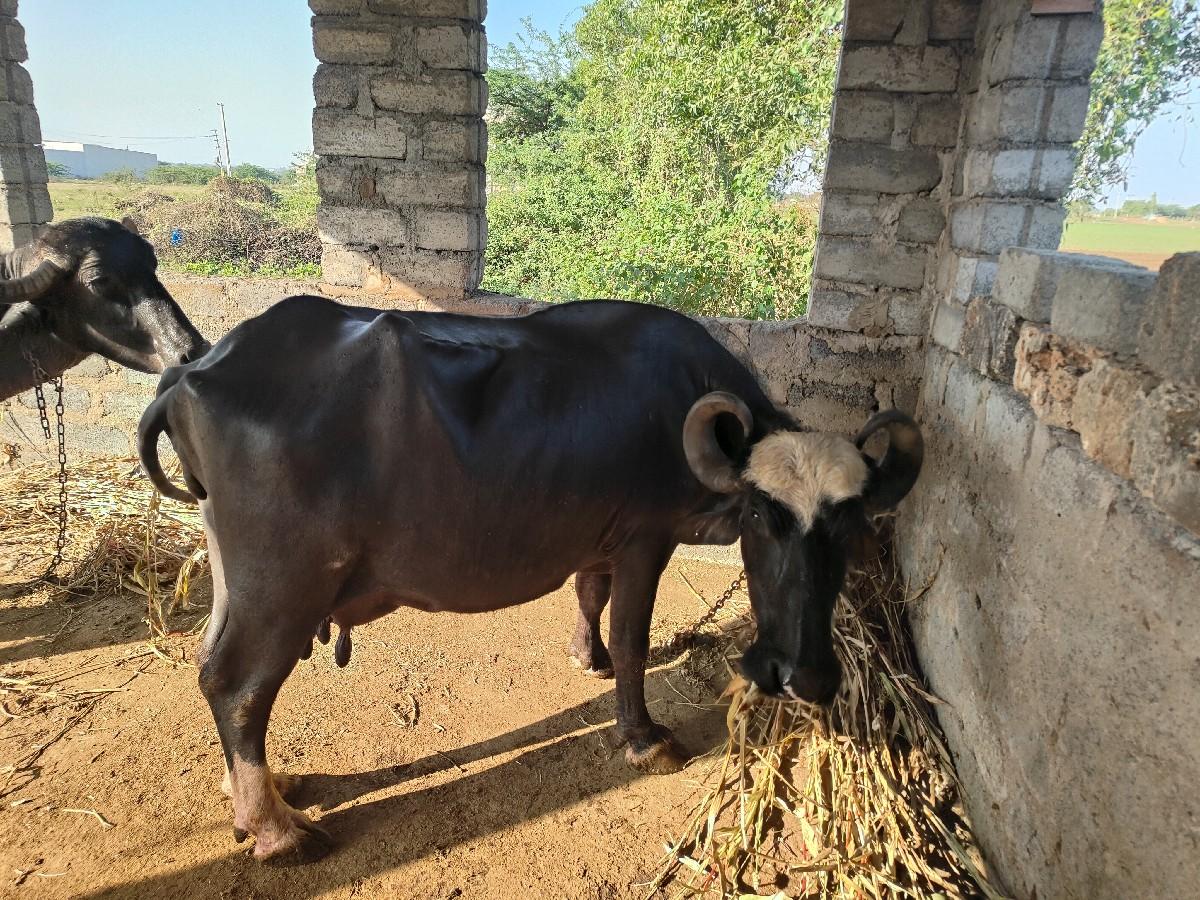 ભગર ભેંસ વેચવાની છે
