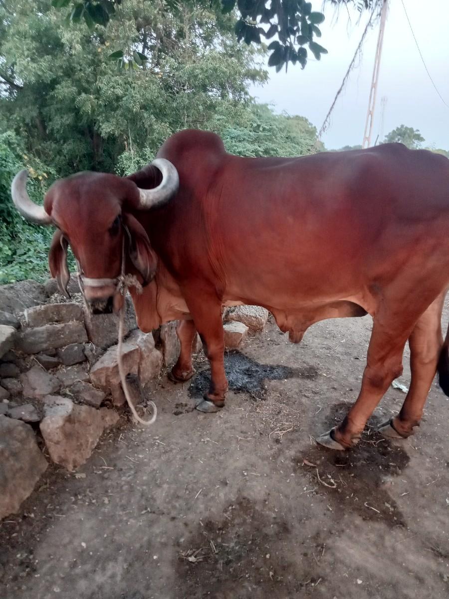 થંબનેલ 2