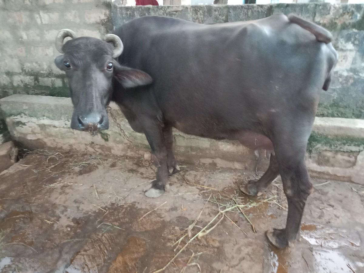 ભેંસ વેચવાની છે