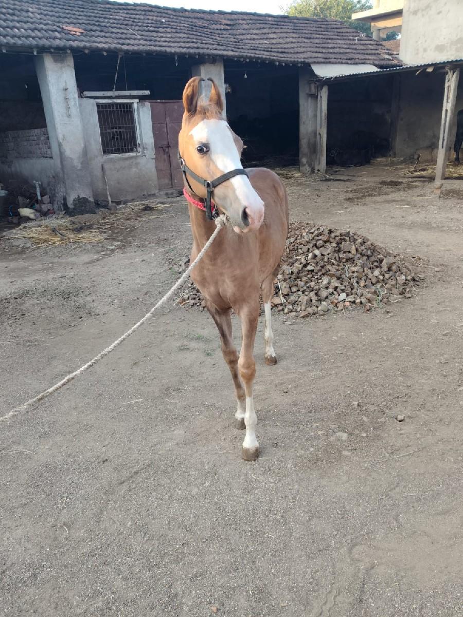 થંબનેલ 3