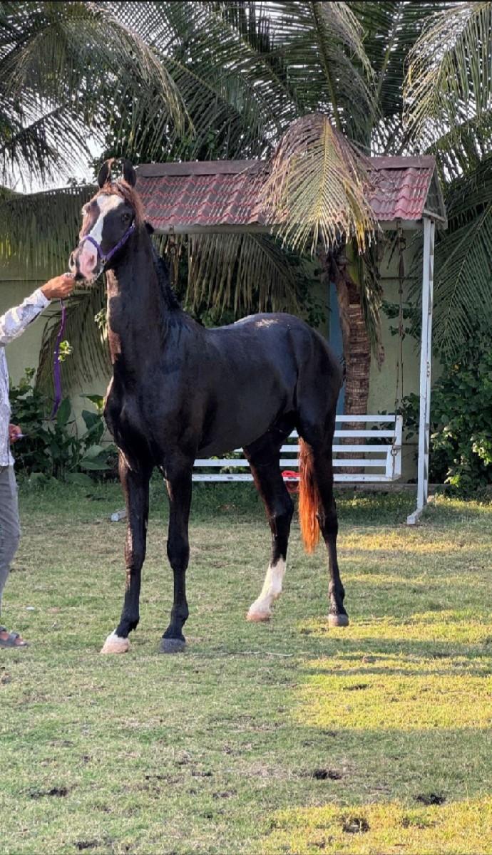 થંબનેલ 3