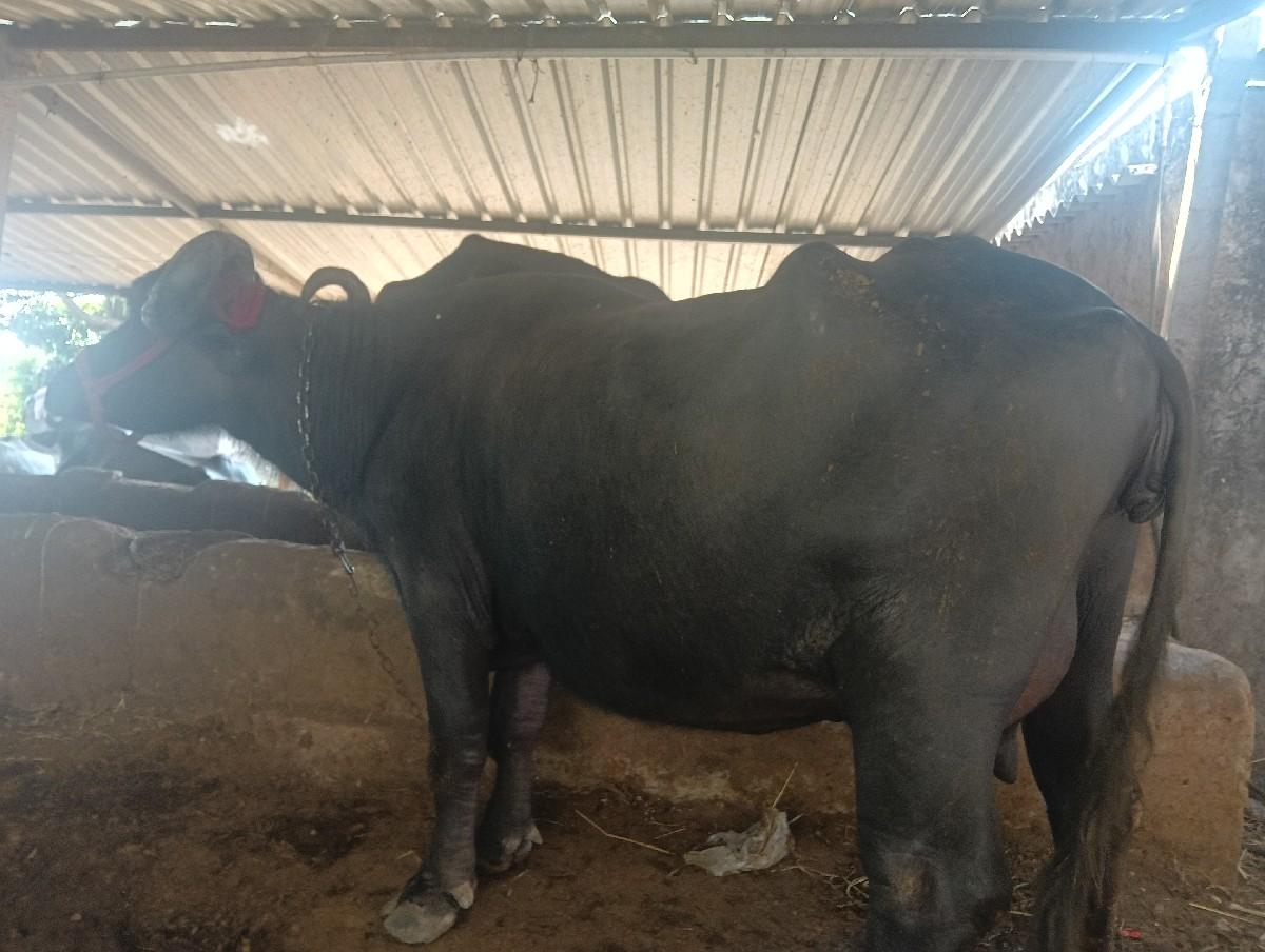 થંબનેલ 2