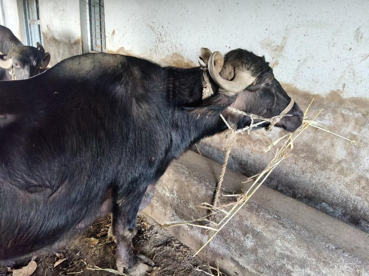 ભેંસ વેસવાની છે