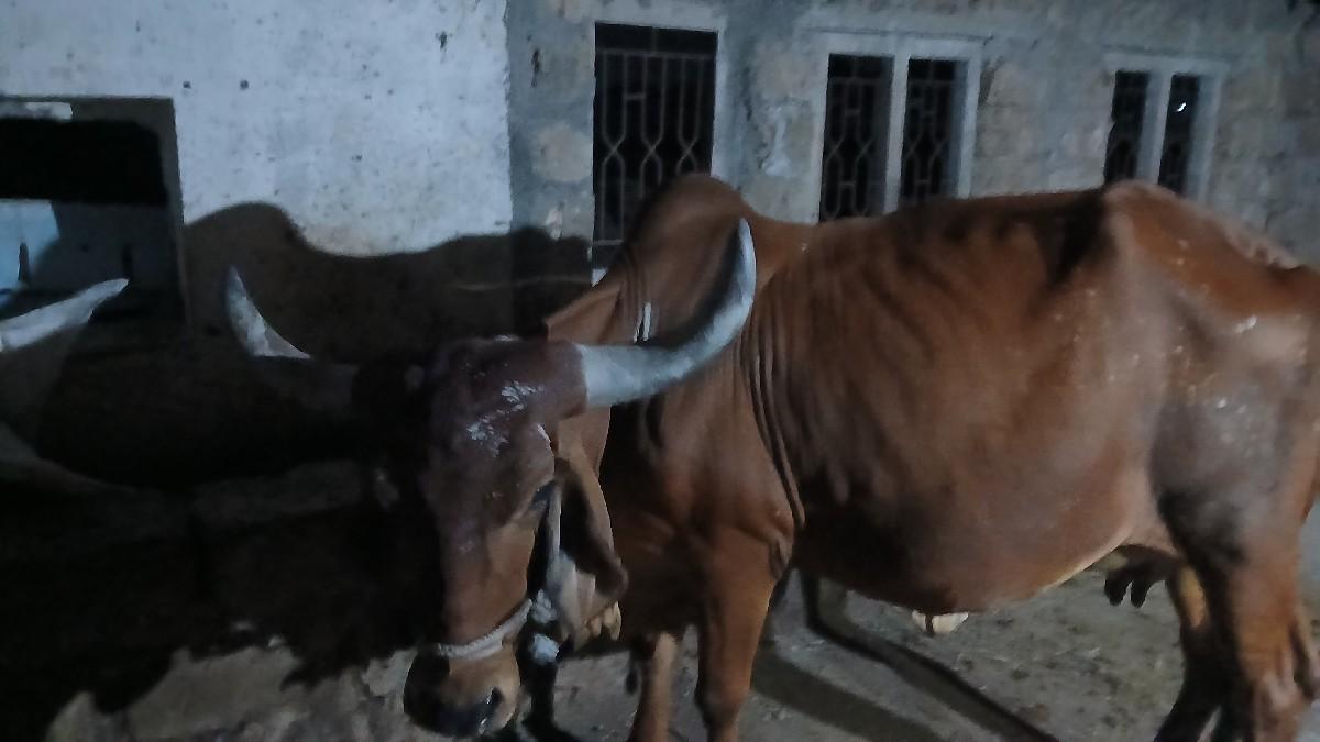 ગાય વેચવાની છે