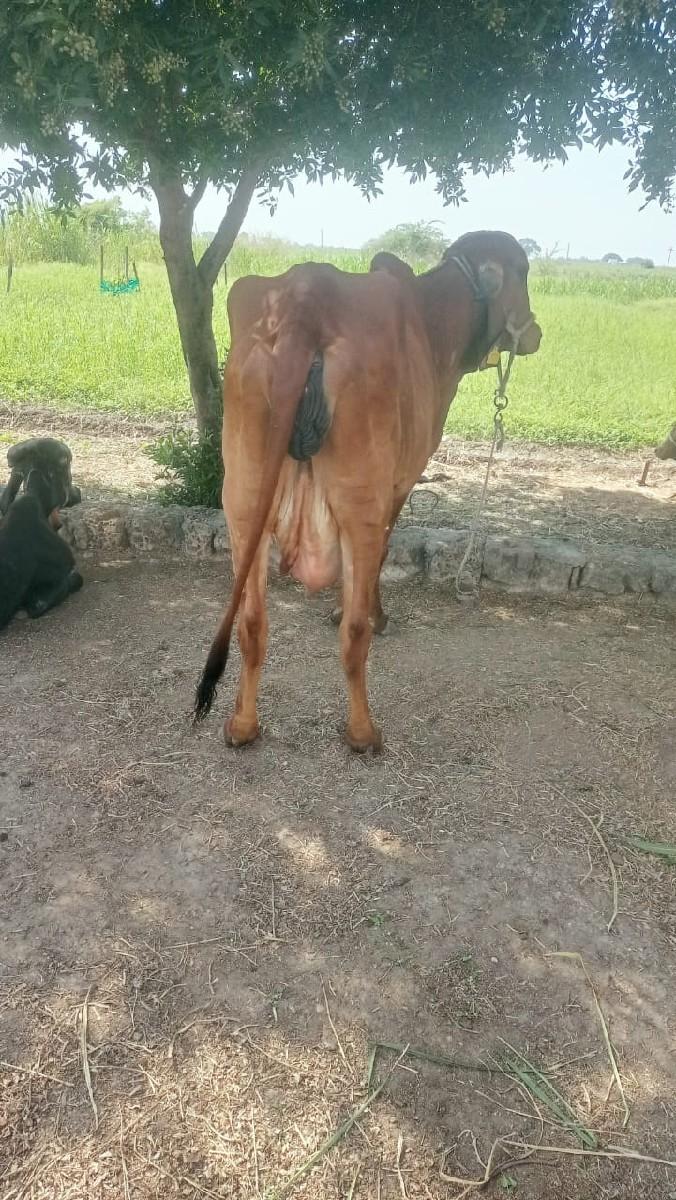 ગીરા ગાય વેચવાની છે