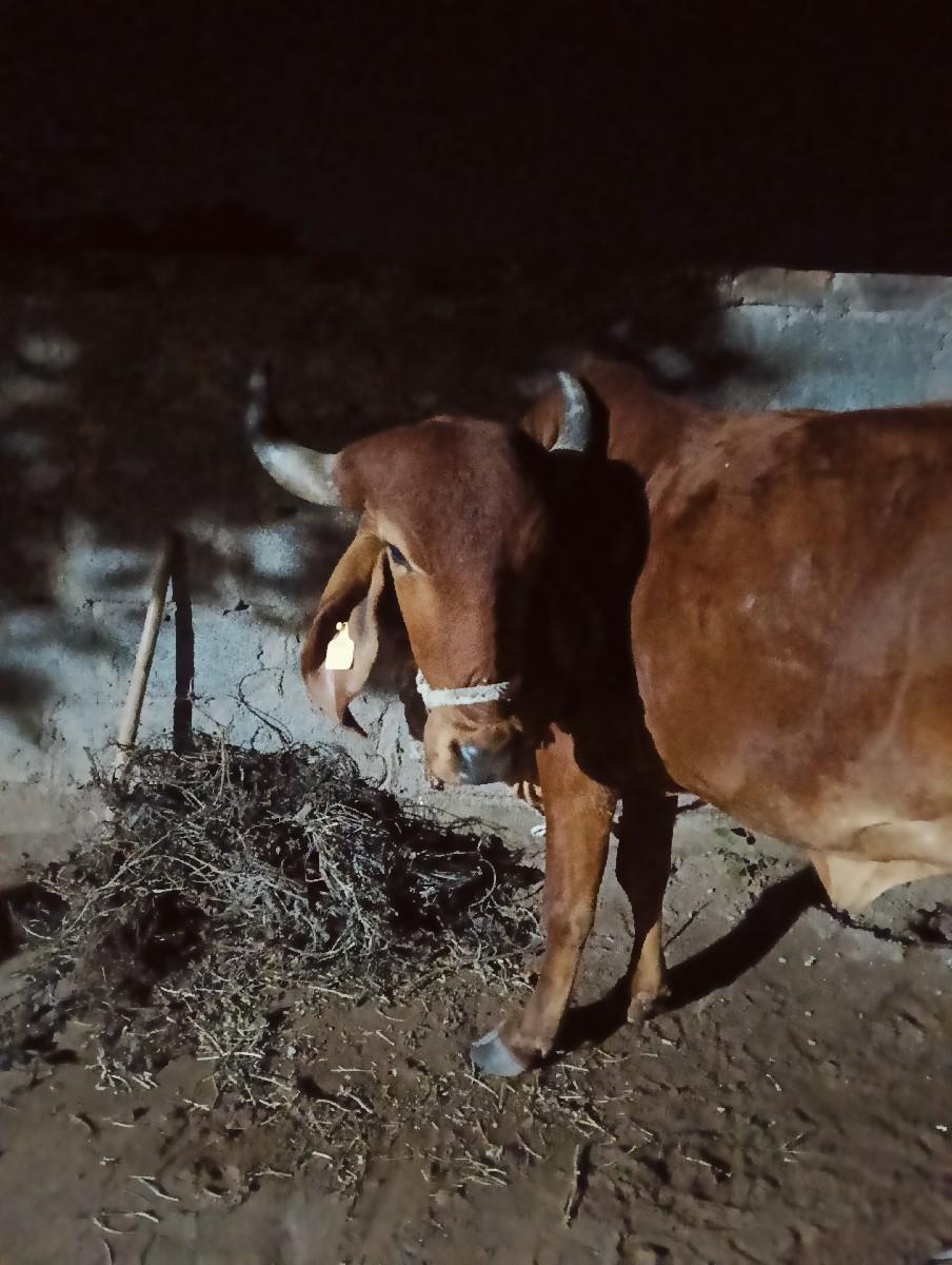 થંબનેલ 2