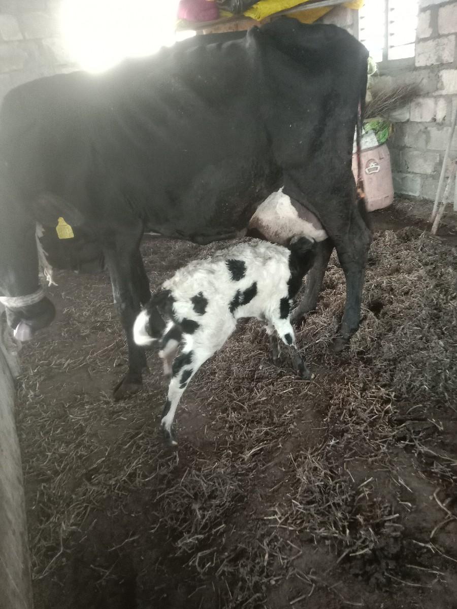 વેસવાનીસે