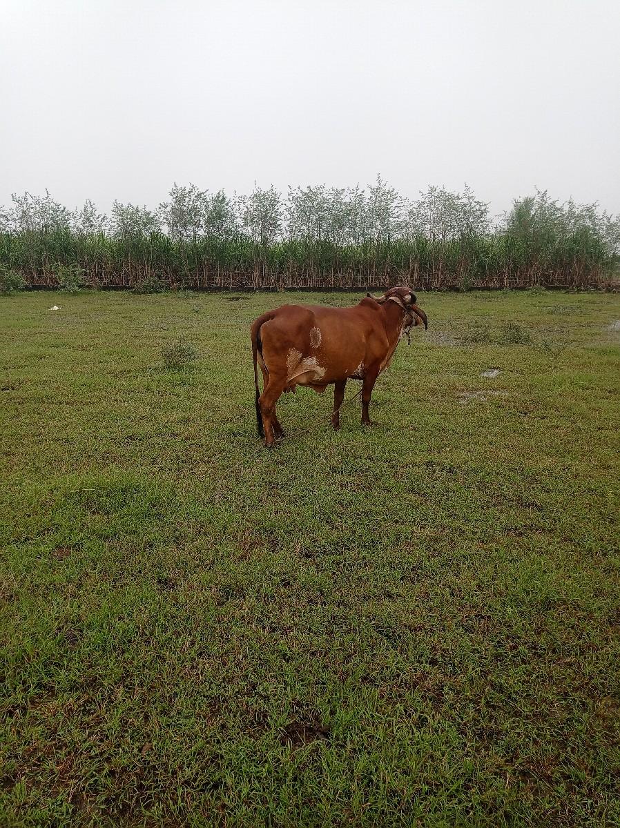 ગીર ગાય વેચવાની છે