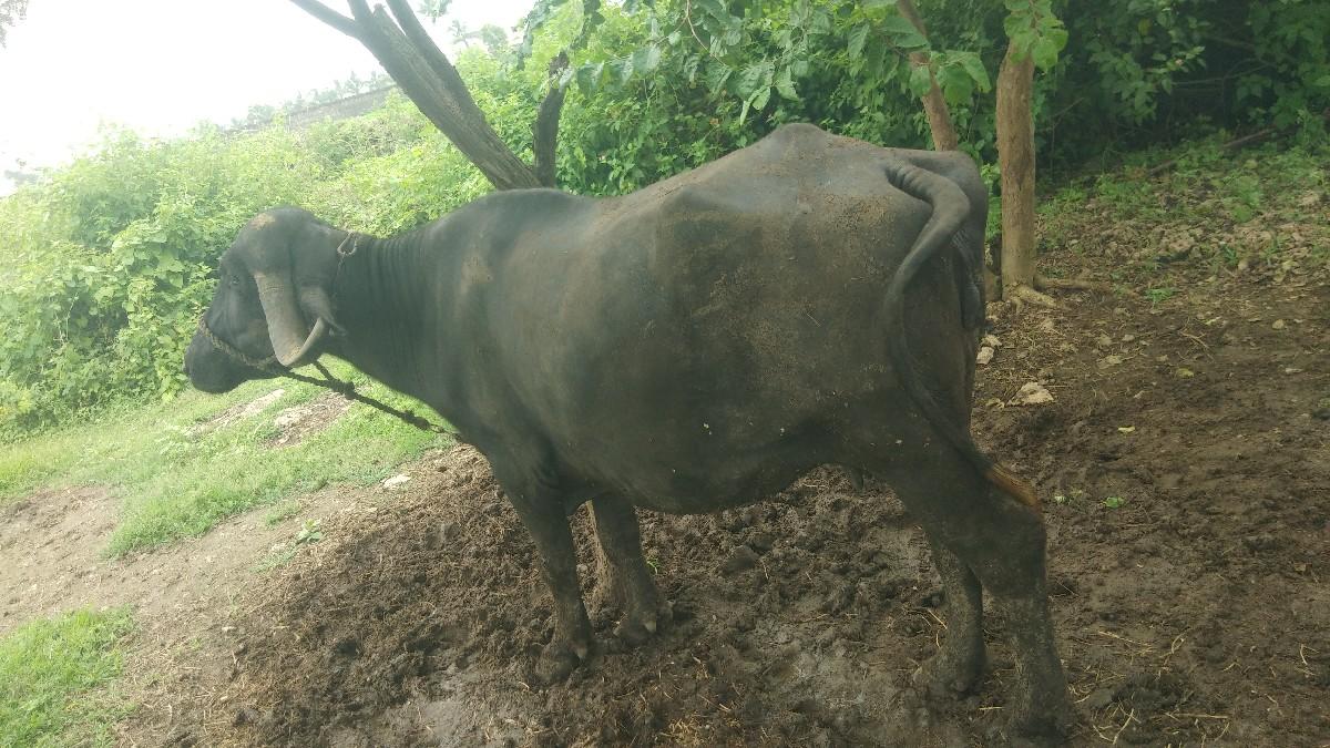 ભેસ વેચવાની છે