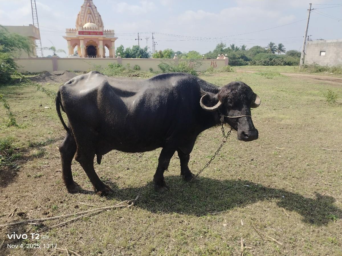 થંબનેલ 2