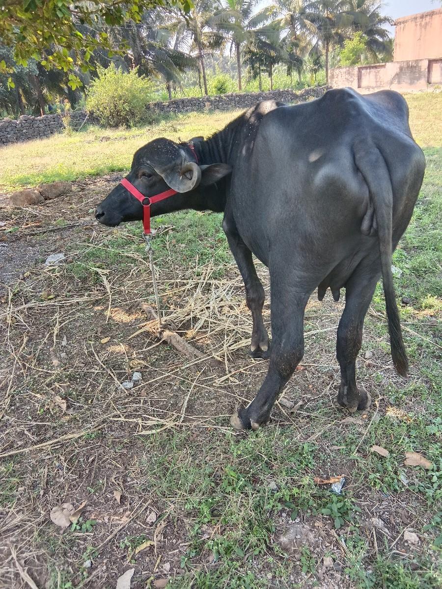 થંબનેલ 2