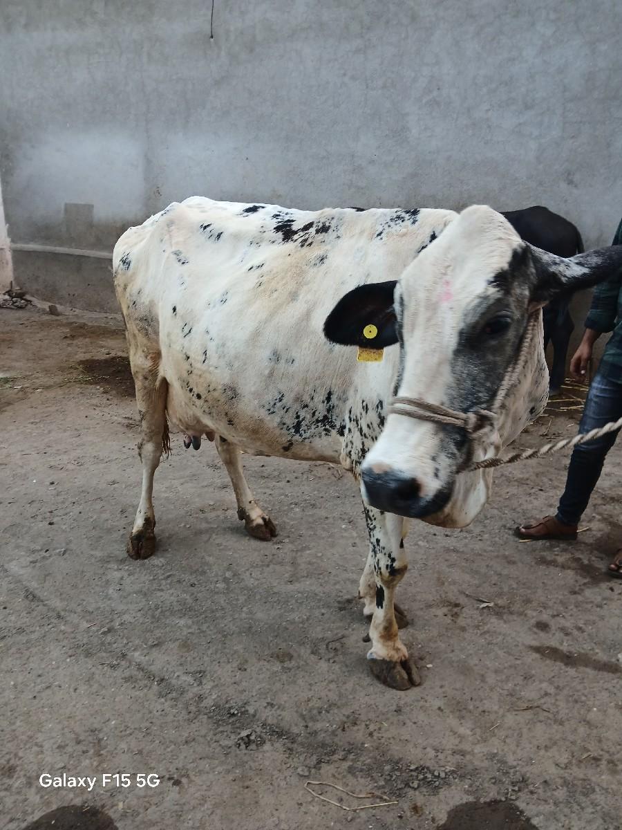 થંબનેલ 3