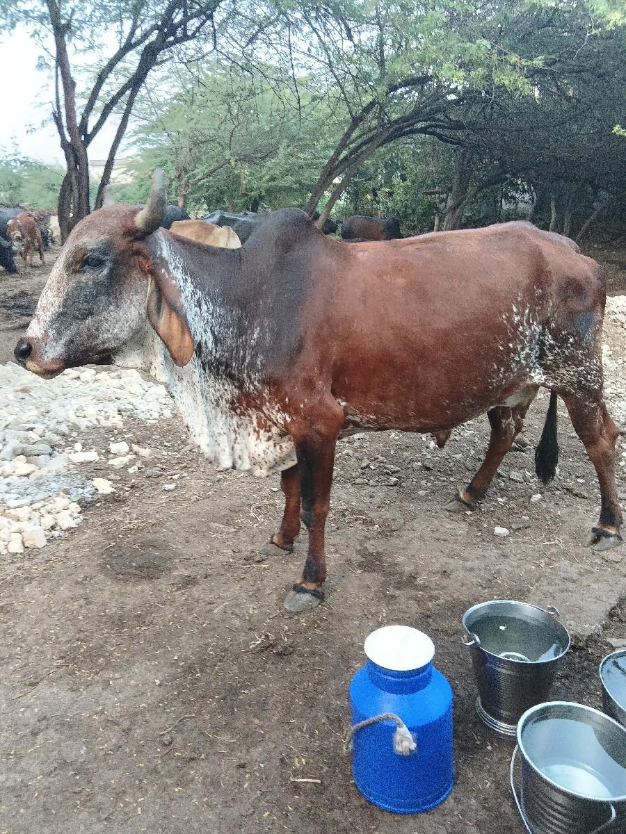 ગાય વેચવાની છે.
