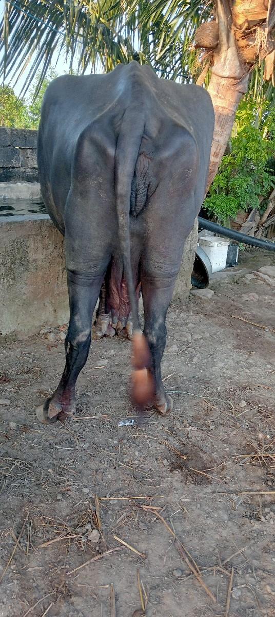 થંબનેલ 3