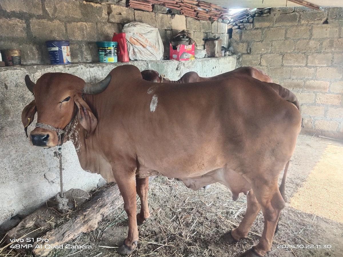 ગીર ગાય વેચવાની છે.