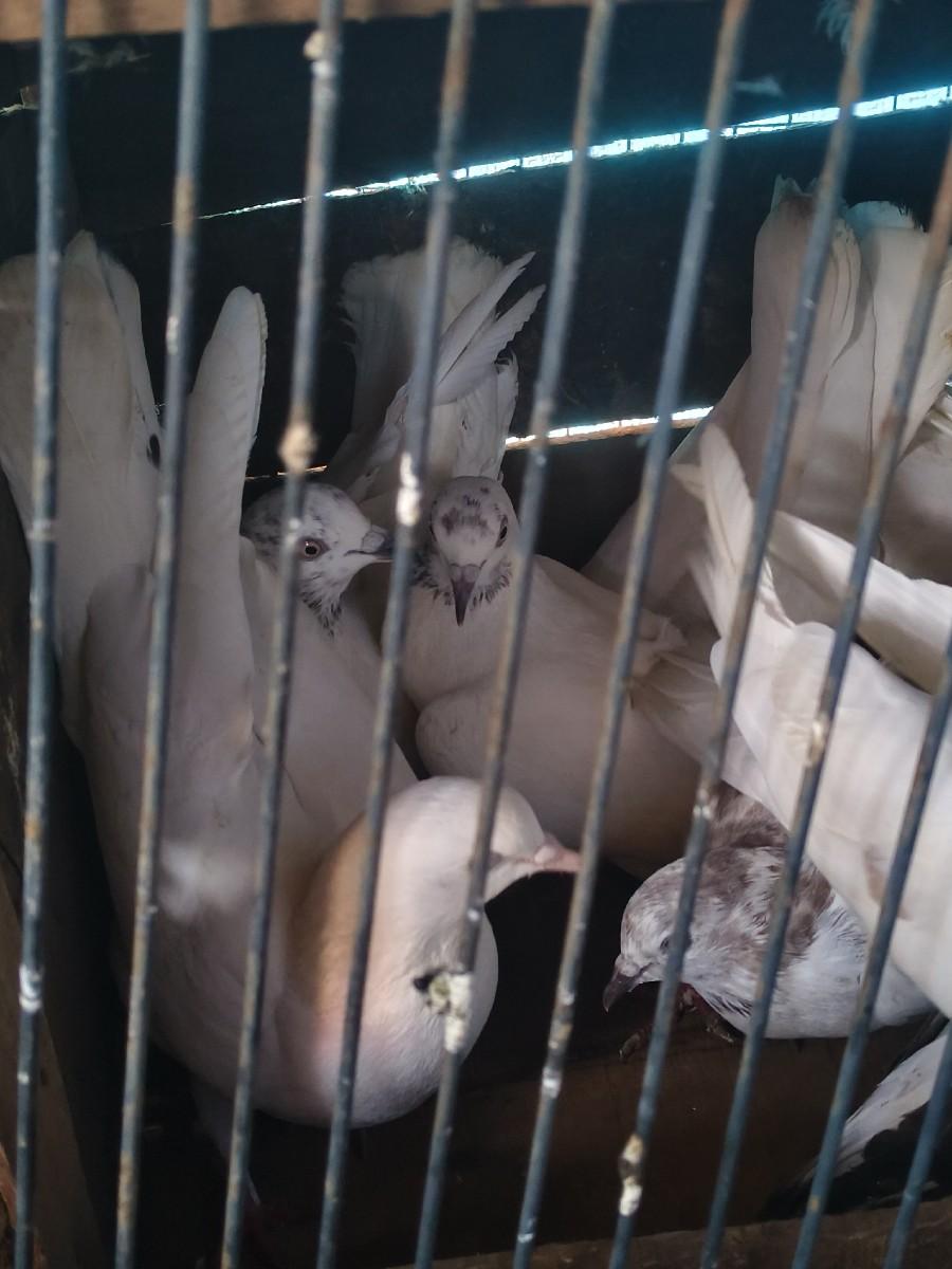 વેચવાના