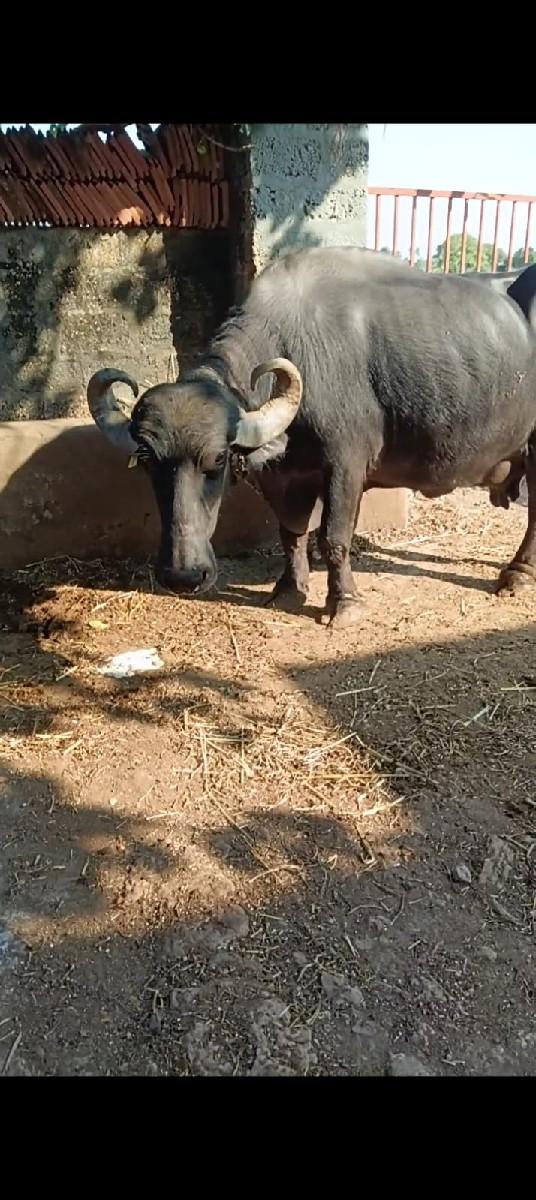 કુંઢી ભેંસ વેચવાની છે