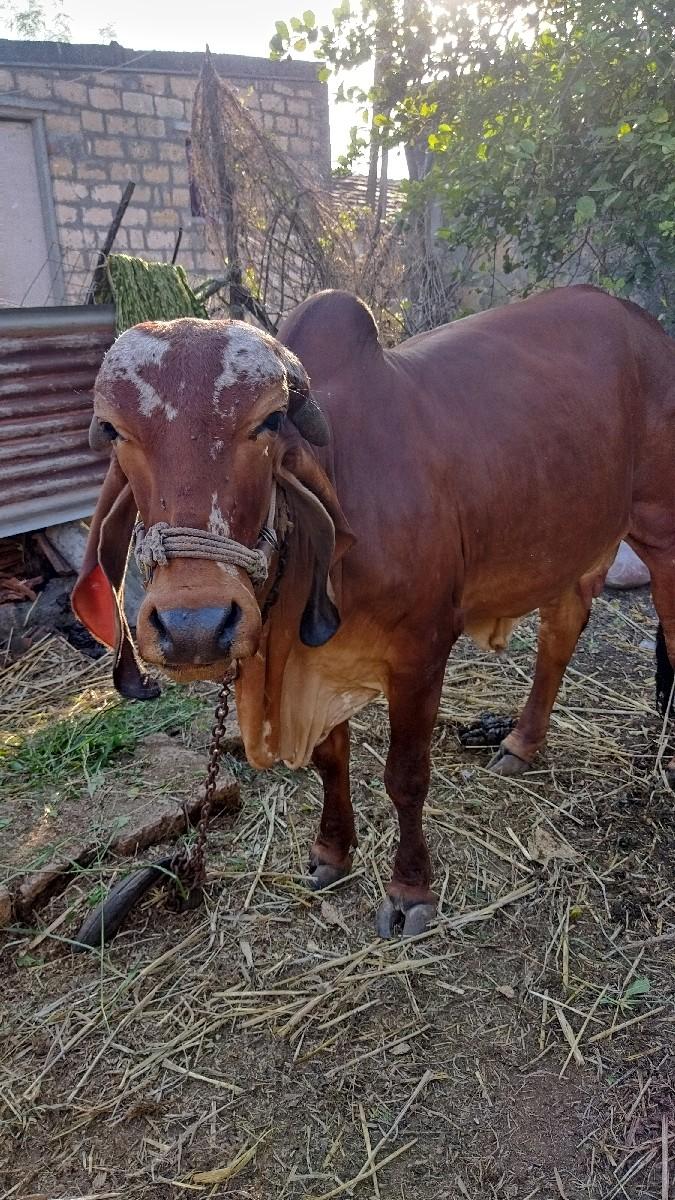 થંબનેલ 3