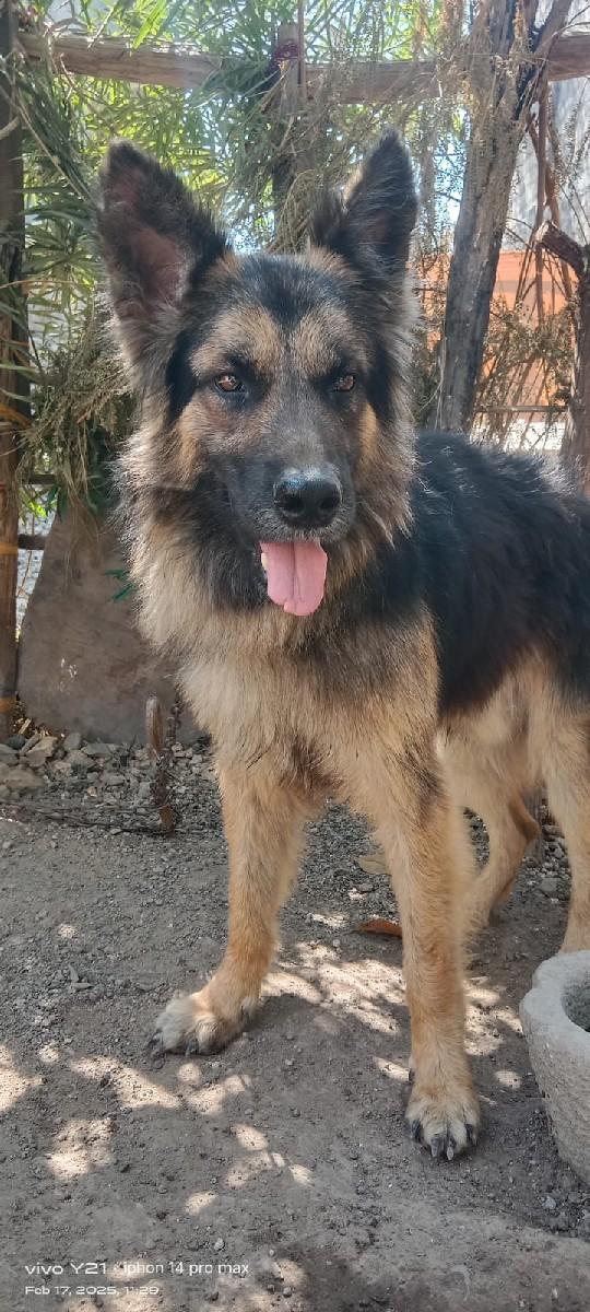 વેચવાનું