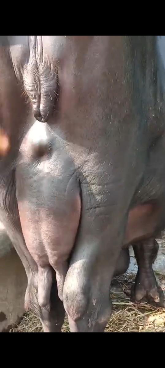 વેચવાની se 3 vetar