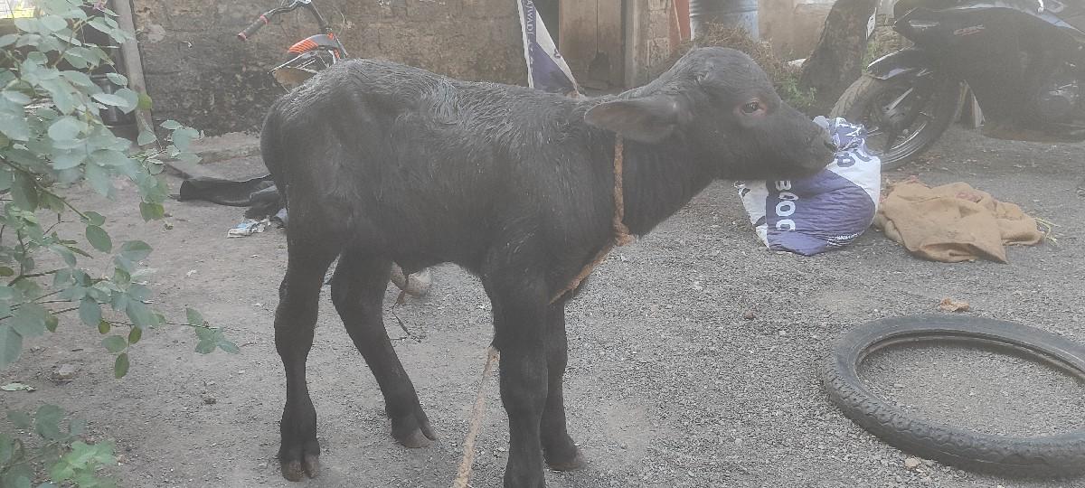 થંબનેલ 2