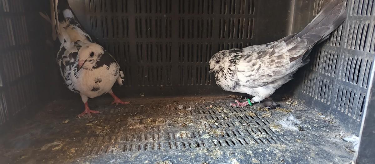 થંબનેલ 2