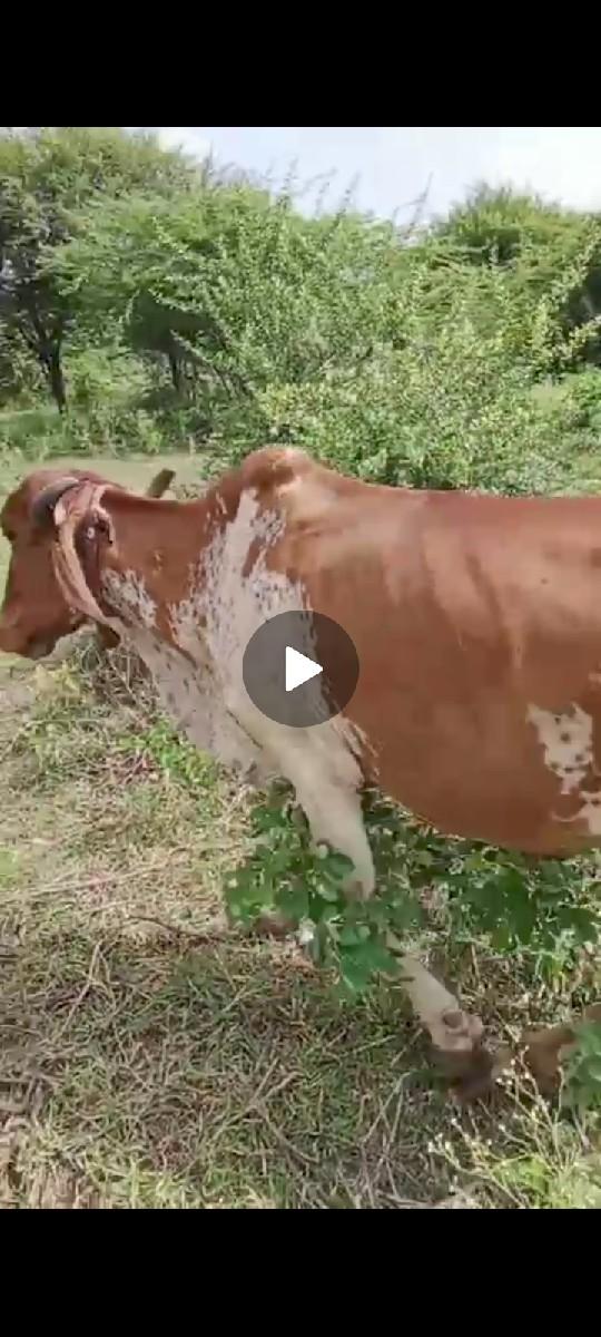 થંબનેલ 2