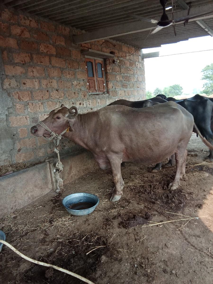 થંબનેલ 2