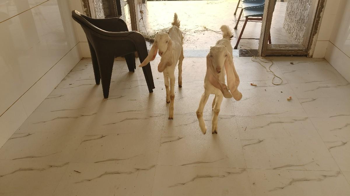 4. મહીનાની 3. બચલી 3 મહીનાના 2 બકરા