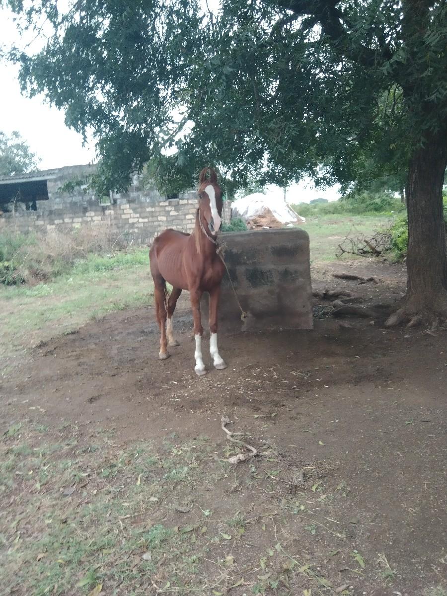 ઘોડી વેસવાની છે બે પગે હાલે છે