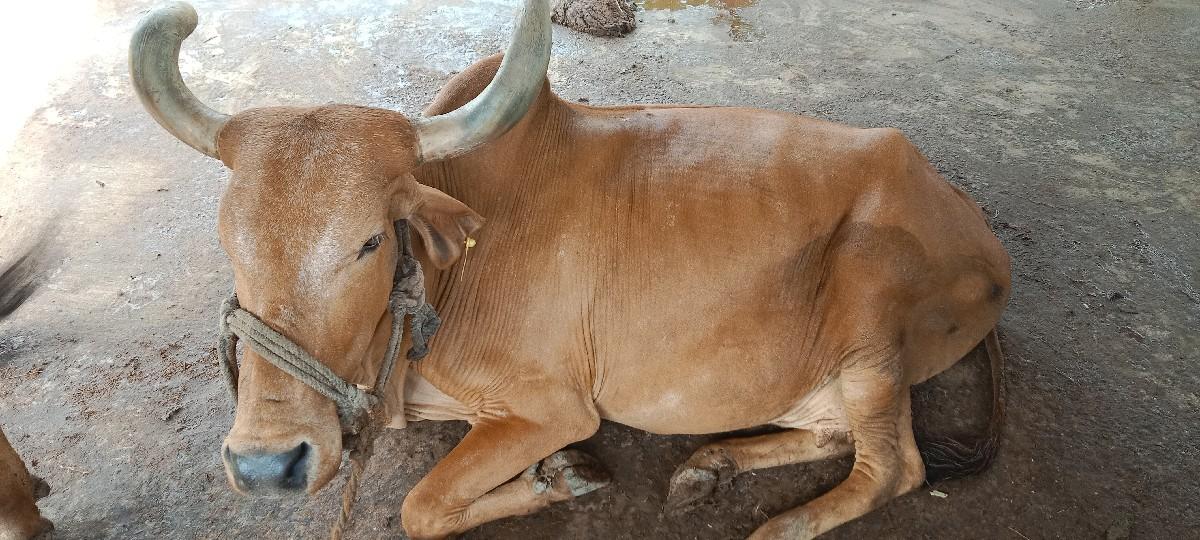 આ ગાય વેચવાની છે .
