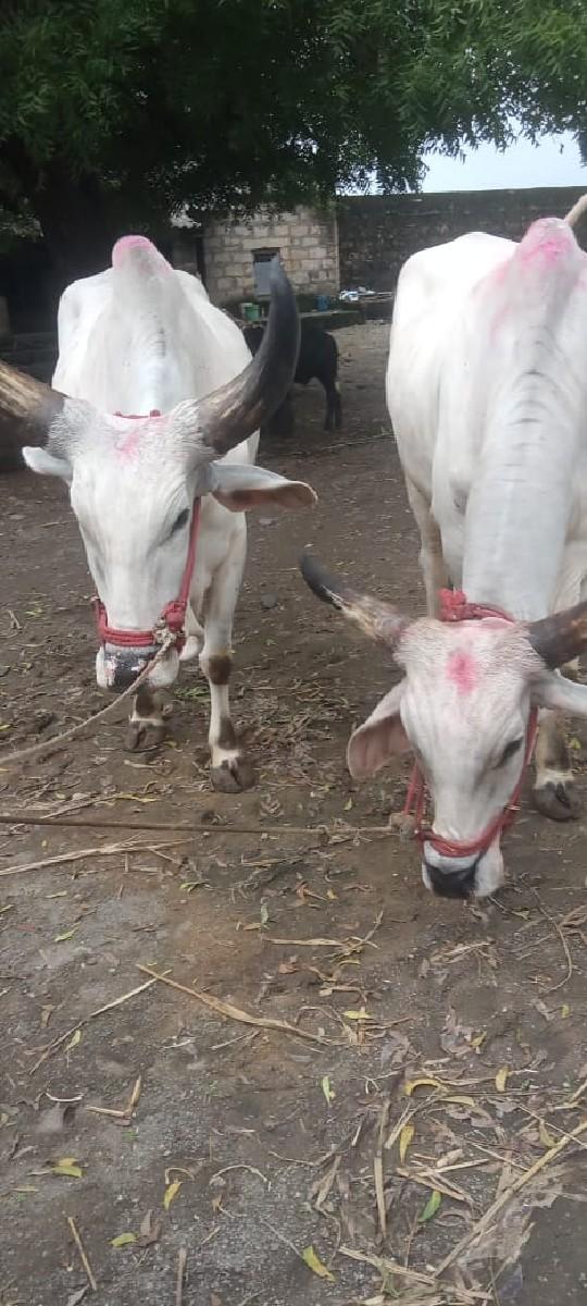 9275175306 આ નંબર માં ફોન કરો