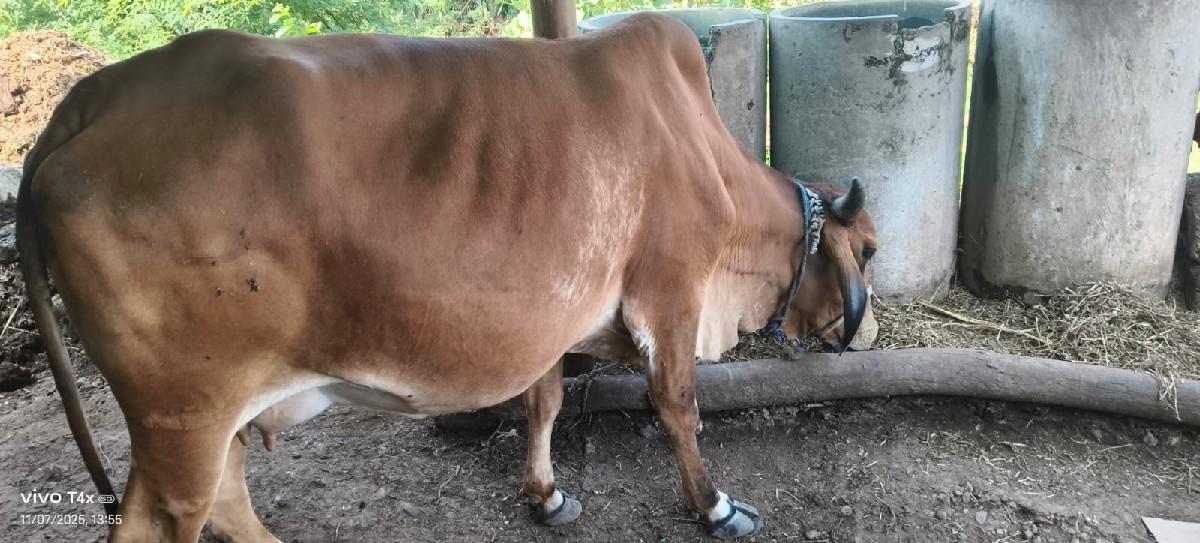ગાય વેચવાની છે
