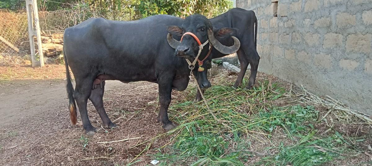 થંબનેલ 2