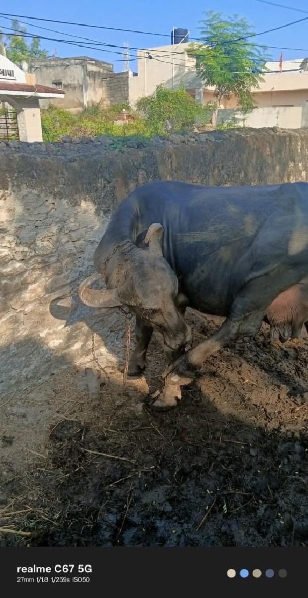 ભેસ વેચવાની છે