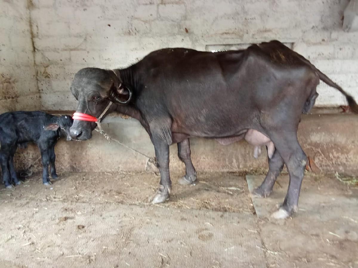 ભેંશ વેશવાની છે