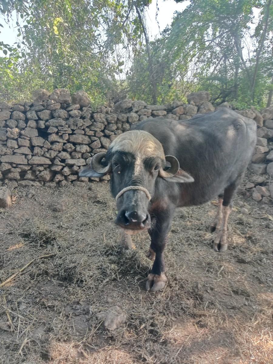 થંબનેલ 2