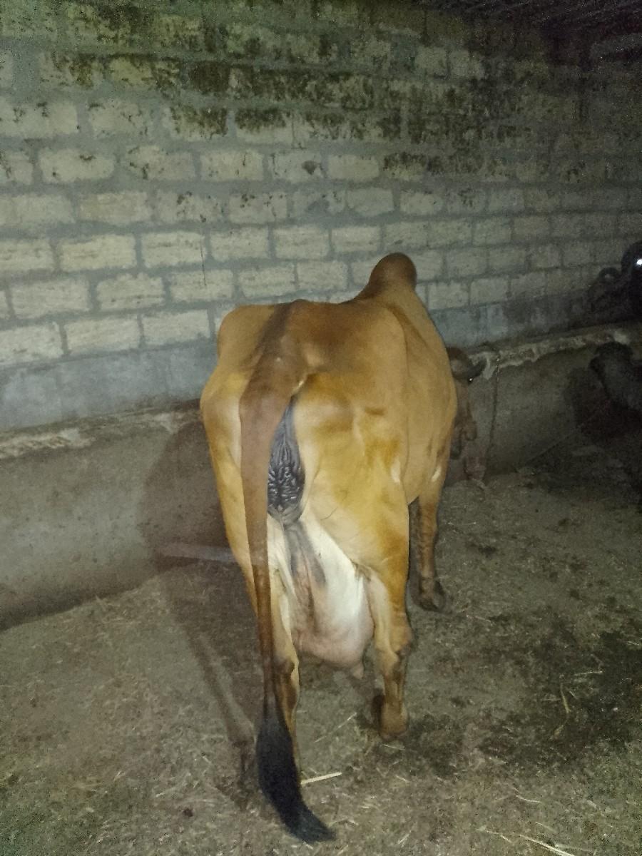 થંબનેલ 2