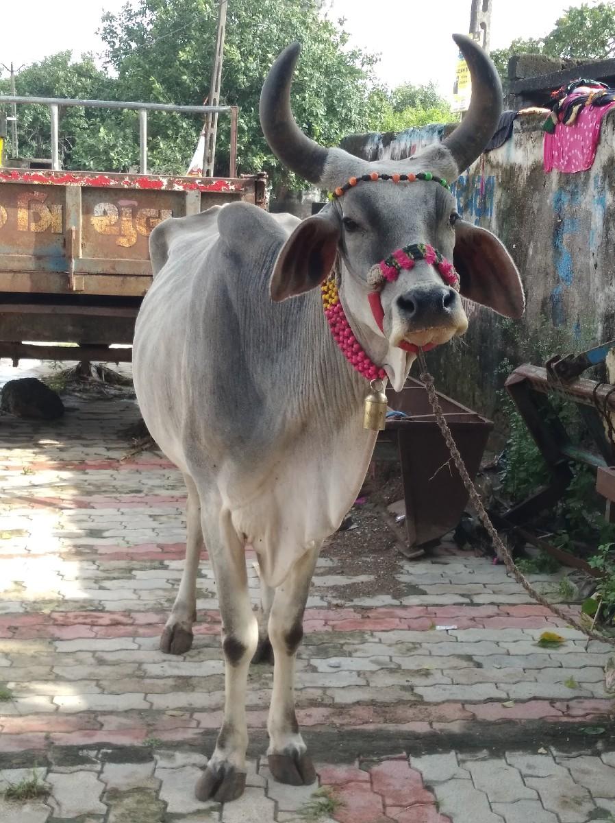 ગાય વેચવાની છે