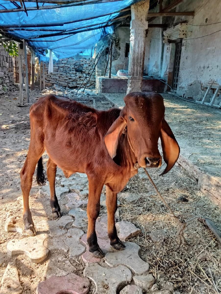 થંબનેલ 2