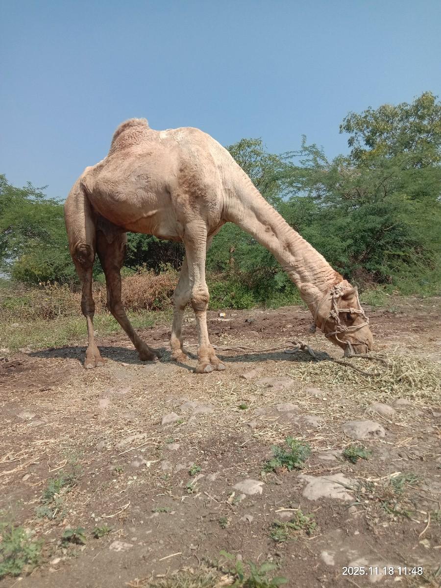 थंबनेल 2