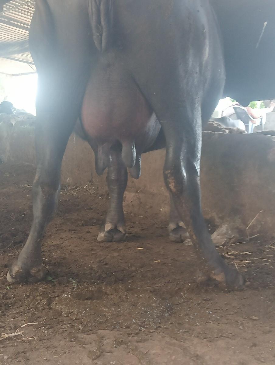 થંબનેલ 3