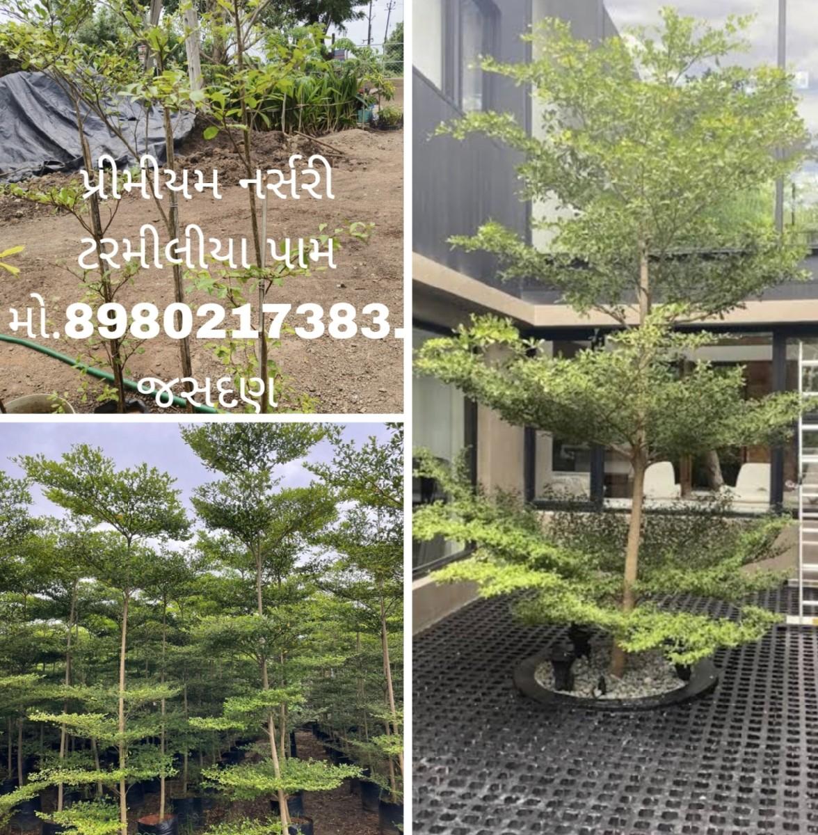 થંબનેલ 5