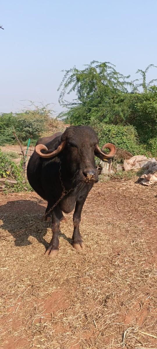 ભેંસ 9510440052