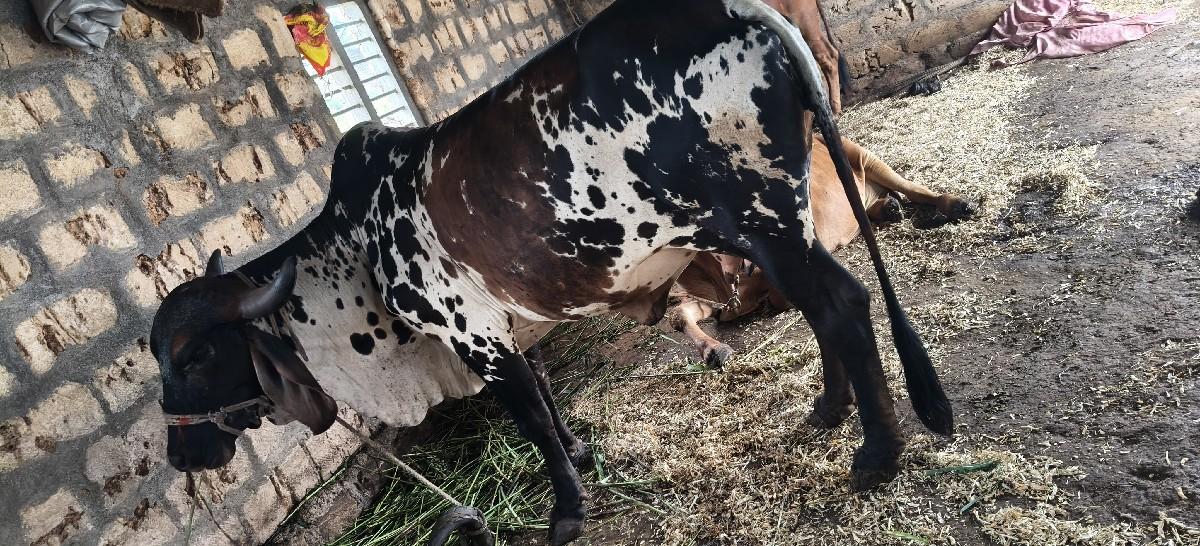 હોડકી વેચવાની છે